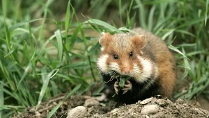 Wymierający gryzoń przegrał z deweloperem. Powstaną luksusowe penthousy