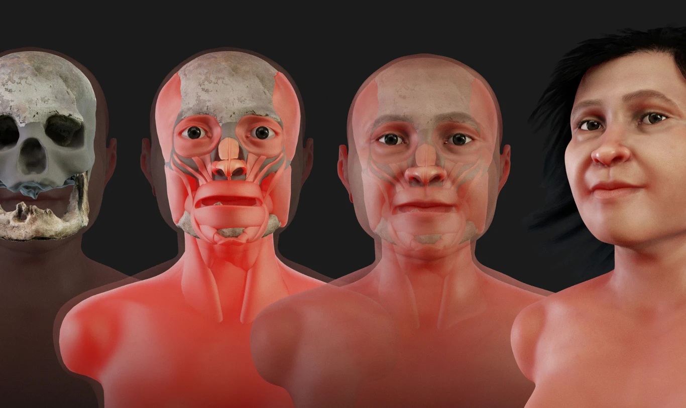 Cztery etapy rekonstrukcji twarzy człowieka od czaszki poprzez warstwę mięśni, następnie skórę bez włosów, aż do pełnej twarzy z włosami po prawej stronie.