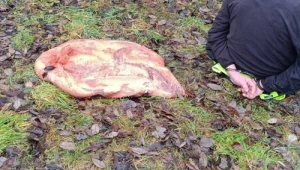 Zatrzymano nietypowych rabusiów. Chcieli sobie przywłaszczyć aż 40 kg