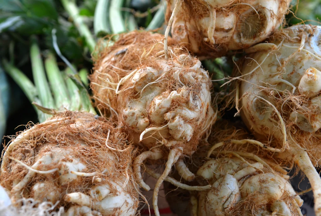 Co można znaleźć w selerze? Obfituje w wiele cennych składników Kilka bulw selera z widocznymi korzeniami, brązowawą skórką oraz zielonymi liśćmi w tle.