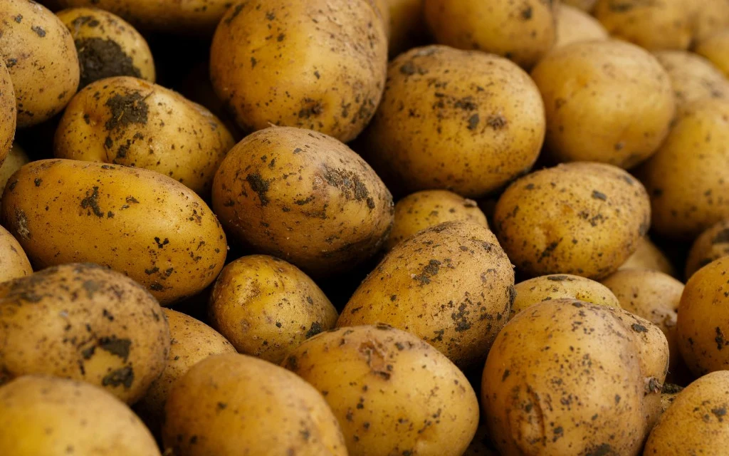 Duża ilość świeżo wykopanych ziemniaków z resztkami ziemi na skórce, ułożone ciasno obok siebie, prezentując naturalną teksturę warzywa.