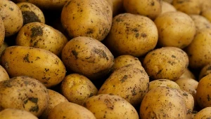 To najlepsza odmiana ziemniaków. Sprawdzą się do pieczenia i do sałatki