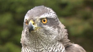 Założyli nadajniki popularnym ptakom w Polsce. Odkryli coś potwornego