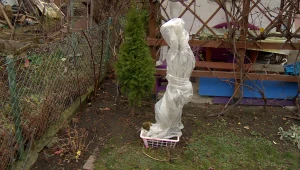 Wielu działkowców popełnia ten błąd. Prosty trik na zimę, duże oszczędności