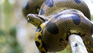 Są największe na Ziemi. Coraz częściej pełzają do miast. Co się dzieje?