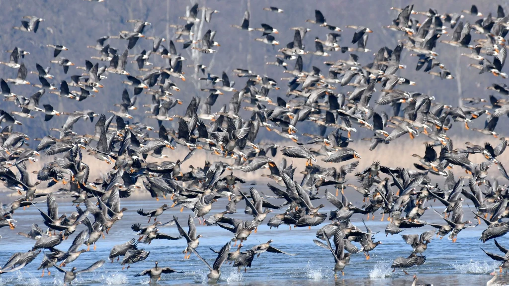 Stado dzikich gęsi wznoszących się do lotu nad jeziorem, wiele ptaków w ruchu, tło stanowi zimowy las.