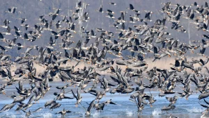 Stada dzikich gęsi latają teraz nad Polską tam i z powrotem. Co się dzieje?