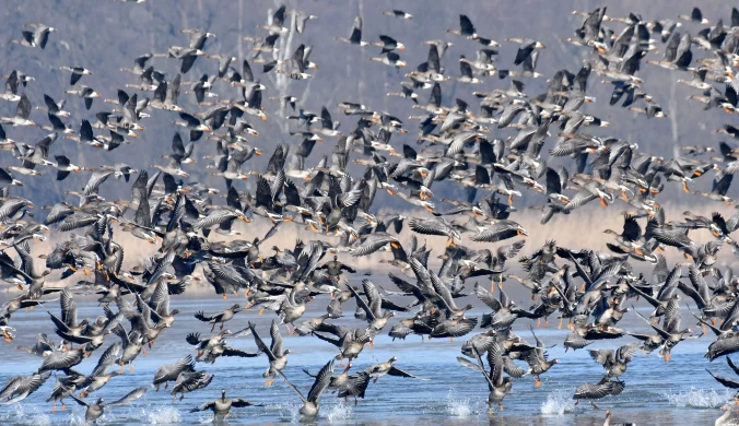 Stado gęsi tundrowych i białoczelnych