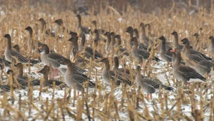 Latają nad Polską wielkimi stadami. O co im chodzi? Zobacz, czy wiesz