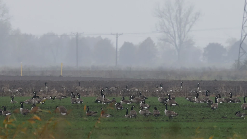 Stado dzikich gęsi żerujące na zielonym polu, w tle rozciąga się zamglony krajobraz z liniami energetycznymi i drzewami o niewyraźnych kształtach.