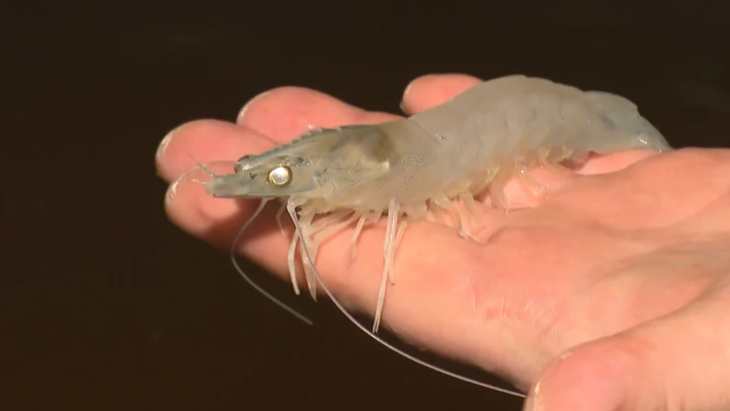 Krewetki można z powodzeniem hodować także w Polsce Duża, półprzezroczysta krewetka z długimi wąsami leży na otwartej ludzkiej dłoni, tło jest ciemne i nieodwracające uwagi od głównego obiektu.