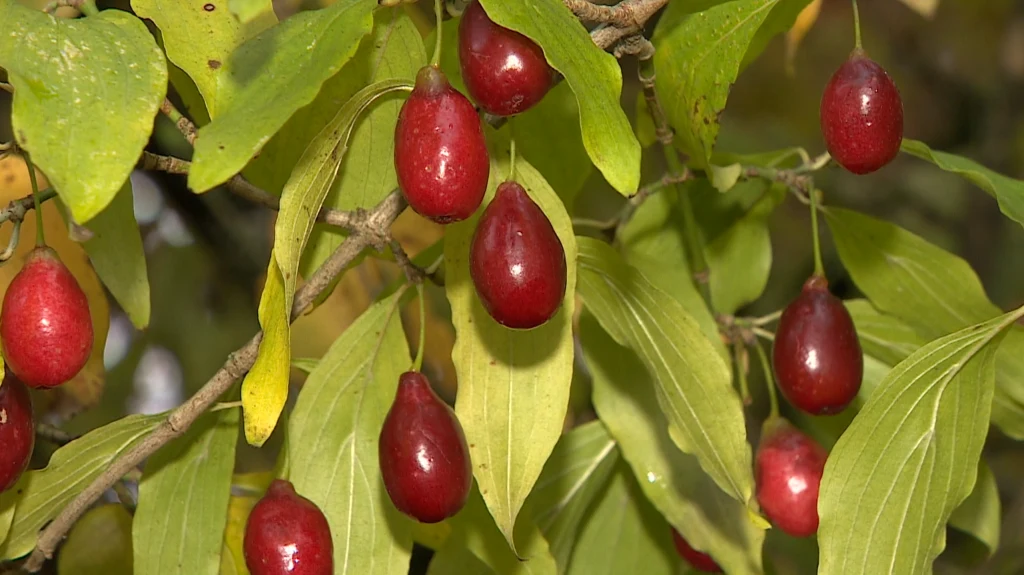 Owoce derenia można przyrządzić na wiele sposobów Gałązki drzewa z podłużnymi, czerwonymi owocami i zielonymi liśćmi. Owoce licznie rozmieszczone są wśród gęstych, wydłużonych liści.