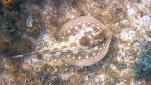 Pierwsze takie narodziny w Polsce. Ważny dzień dla europejskiej akwarystyki