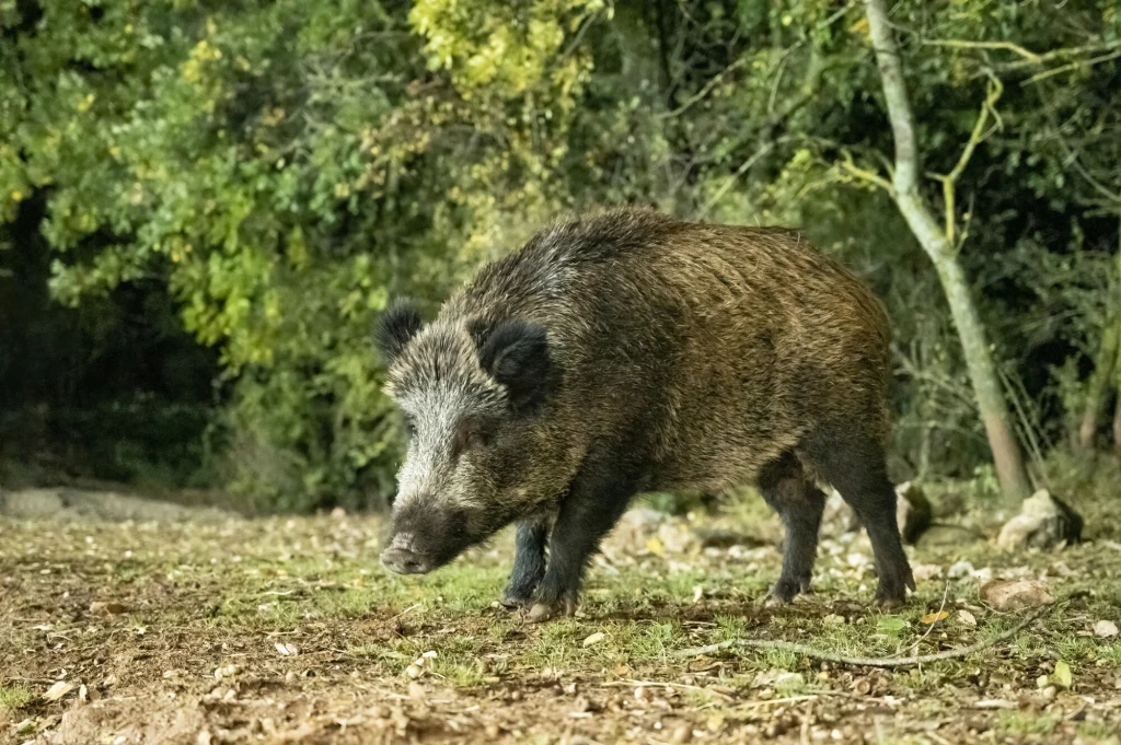 Żołnierze ze specjalnej jednostki wojskowej ds. sytuacji kryzysowych mają przybyć w poniedziałek do prowincji Barcelona Dziki wędruje po leśnej polanie, otoczony drzewami i bujną zielenią, w tle widoczne są rozmyte gałęzie i liście.