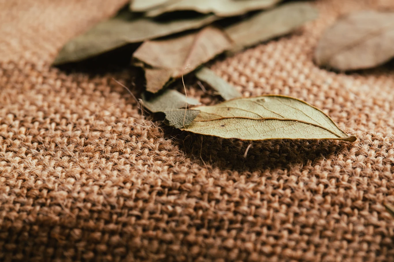 Układanie liścia laurowego pod dywanem to prosty trik, który ma swoje uzasadnienie we właściwościach przyprawy. Suszone liście laurowe leżą na płótnie jutowym, z bliska widoczna struktura tkaniny oraz szczegóły liści.