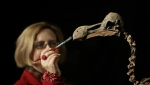 Colossal oznajmia: pokonaliśmy przeszkodę w odtworzeniu wymarłego gatunku