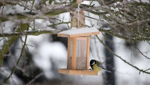 Tego pod żadnym pozorem nie syp do karmnika. Ornitolodzy apelują
