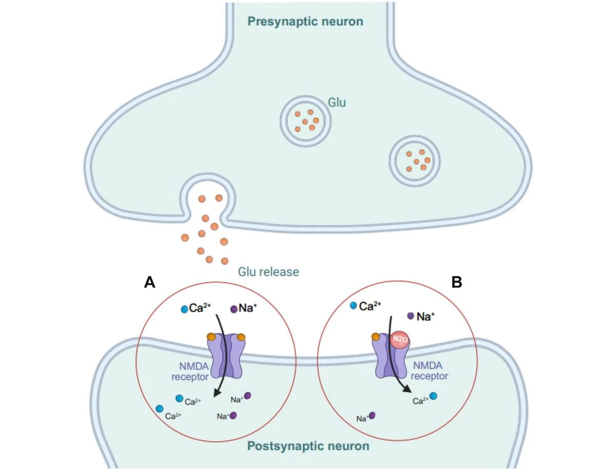 Schemat synapsy neuronowej ukazujący wydzielanie glutaminianu przez neuron presynaptyczny oraz działanie receptorów NMDA na neuronie postsynaptycznym. Pokazane są jony wapnia i sodu uczestniczące w procesie przekazywania sygnału. Dwie sekcje obrazują r...