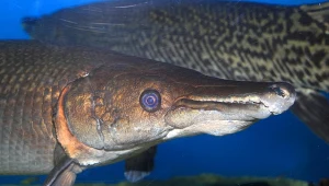 Wielka ryba z pyskiem jak aligator powraca. Jest w wieku dinozaurów