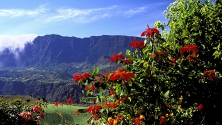 W naturze to całkiem spory krzew. My znamy ją jako drobny i uroczy symbol świąt Bożego Narodzenia