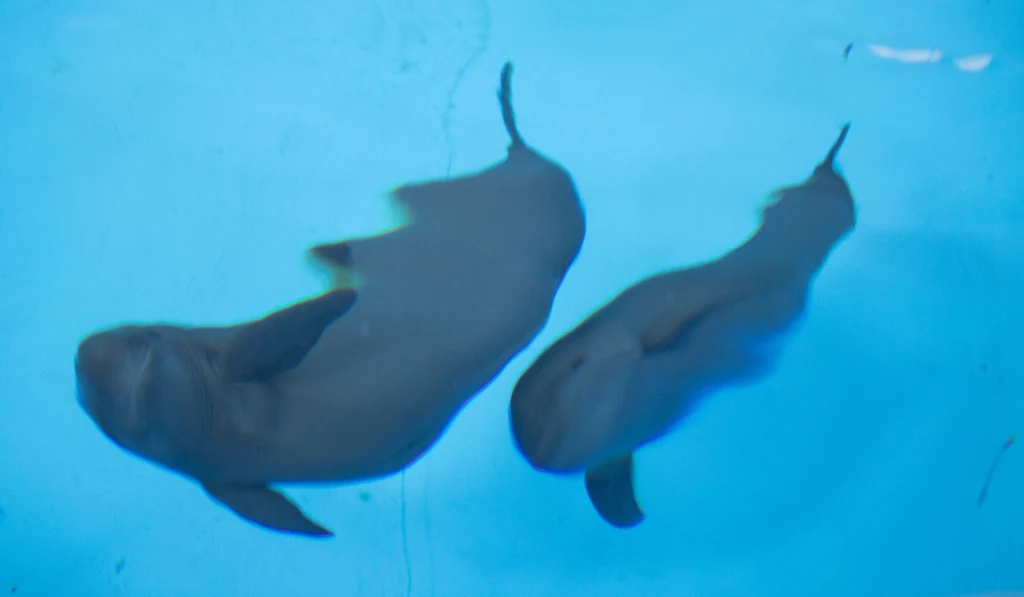 Dwa ciemne morświny pływające w przejrzystej wodzie o błękitnym odcieniu. Zwierzęta widoczne są z góry, wyraźnie pokazane są ich płetwy oraz sylwetki zanurzone w wodzie.
