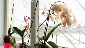 Weź z kuchennej szafki i podaj storczykowi. Odpowie jędrnymi liśćmi i kwitnieniem 