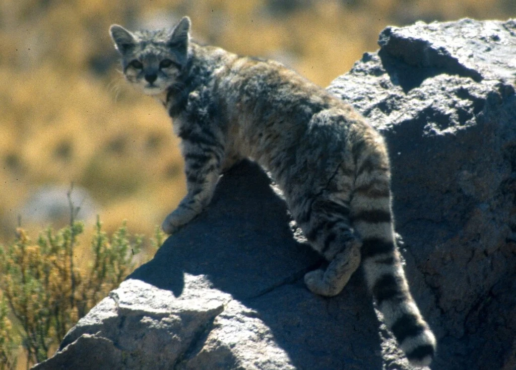 Przepiękny ocelot andyjski uważany jest za ducha gór Kot andyjski o szarej, pręgowanej sierści stoi na dużym kamieniu w naturalnym, suchym krajobrazie. Zwierzę jest zwrócone bokiem, patrzy w kierunku fotografa, a jego ogon charakteryzuje się wyraźnymi pierścieniami.