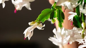 To ostatni moment, by zadbać o grudnika. Podlewaj go tym, a zakwitnie lada dzień