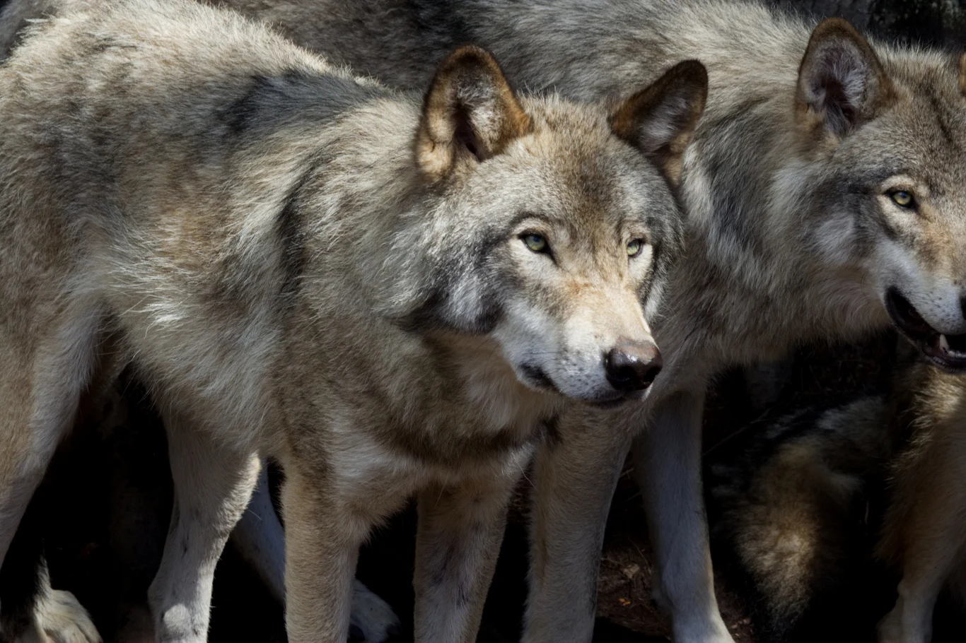 Dwa wilki stoją blisko siebie, uważnie obserwują otoczenie, mają szare, gęste futro i bystre spojrzenia, wokół nich znajduje się zacienione, leśne tło.