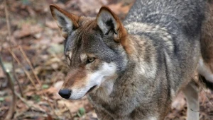 Wilk czy kojot? Pochodzenie czerwonego wilka wciąż nurtuje naukowców