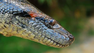 Ten wąż stał się gigantyczny. Urósł do takich rozmiarów, gdyż miał powód