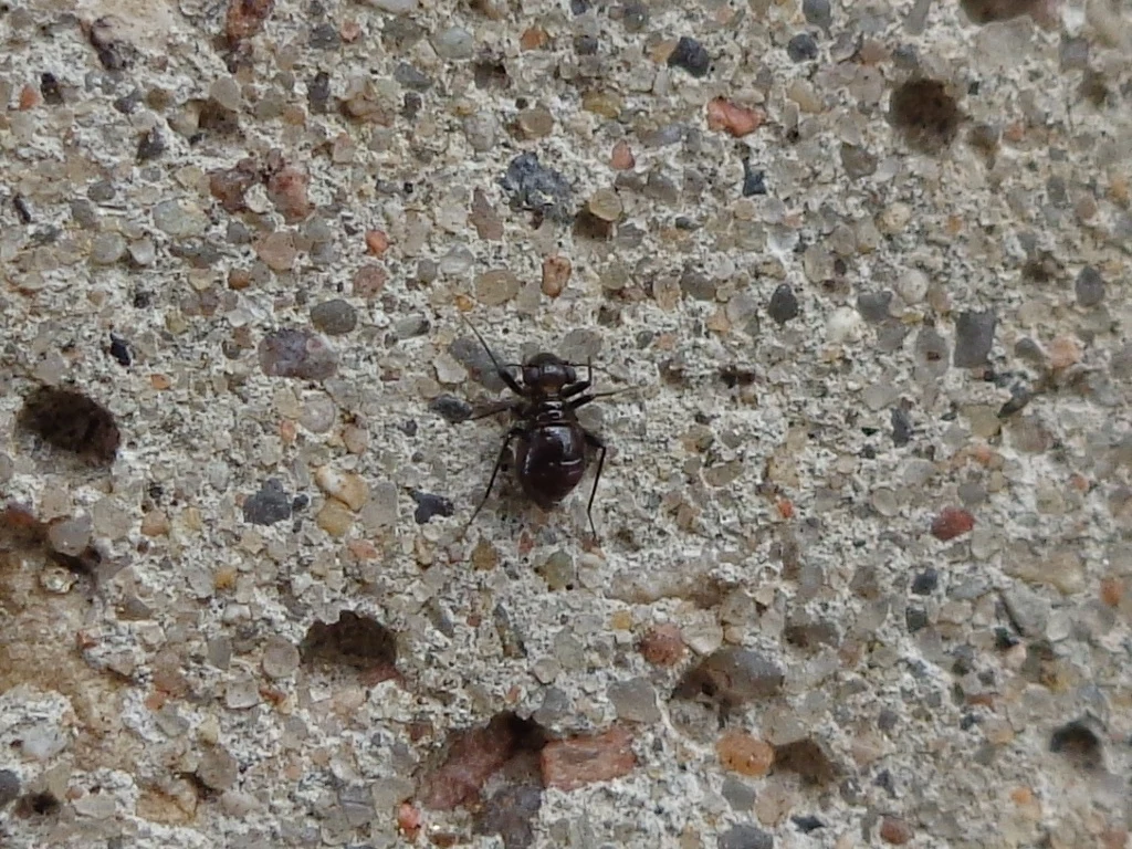Czarna mrówka poruszająca się po chropowatej, szarej powierzchni betonu. W tle liczne drobne kamyczki i ubytki w strukturze podłoża.