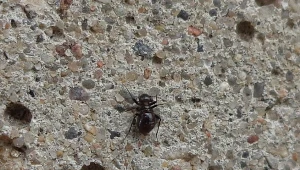 Mrokopsotka leśna w Polsce. Po 100 latach odkryto kilkadziesiąt stanowisk 