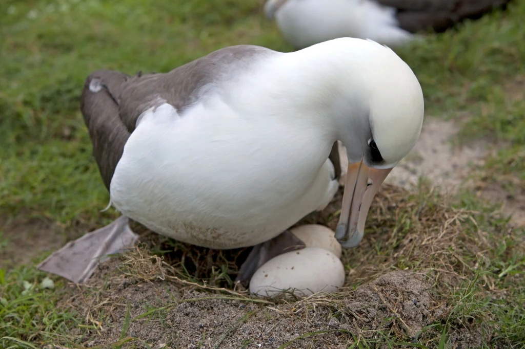 Albatros opiekuje się dwoma jajami leżącymi na gniazdzie zbudowanym na ziemi pośród trawy.