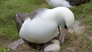 Absolutna rekordzistka. Ma 75 lat i znowu będzie mieć dzieci