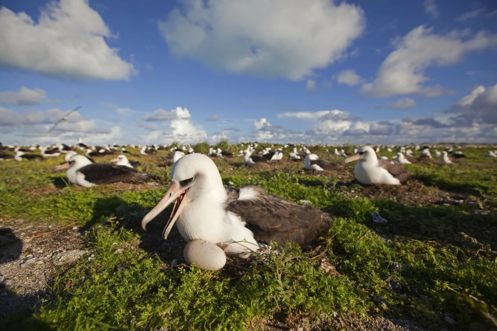 Albatros siedzący na gnieździe z jednym jajem, otoczony innymi ptakami tego samego gatunku na zielonej łące pod niebem z chmurami.