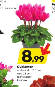 Cyklamen