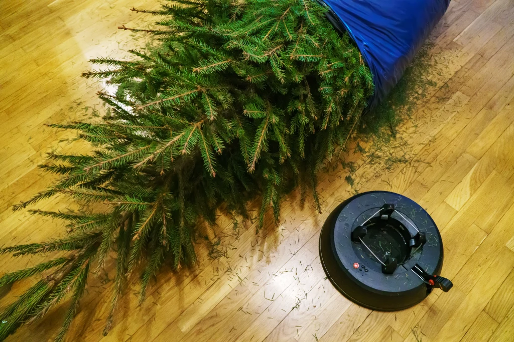 Ścięta choinka owinięta niebieską tkaniną leży na drewnianej podłodze, obok znajduje się automatyczny odkurzacz zbierający opadłe igły.