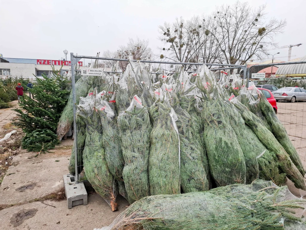Grupa żywych choinek owiniętych w siatkę i ułożonych przy metalowym ogrodzeniu na parkingu, w tle widoczne samochody, drzewa bez liści oraz fragment budynku handlowego.