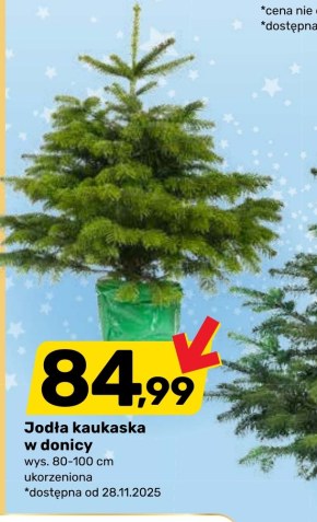 Jodła kaukaska niska cena