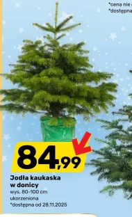 Ялиця кавказька