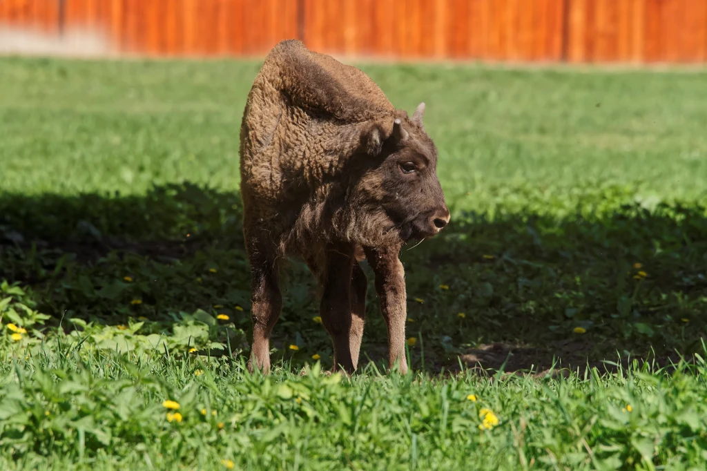 Białowieski Park Narodowy wybiera imiona dla dwóch nowo narodzonych żubrzątek / zdj. ilustracyjne Białowieski Park Narodowy wybiera imiona dla dwóch nowo narodzonych żubrzątek / zdj. ilustracyjne