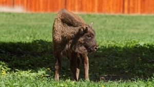 Białowieski Park Narodowy wybiera imiona dla dwóch nowo narodzonych żubrzątek / zdj. ilustracyjne