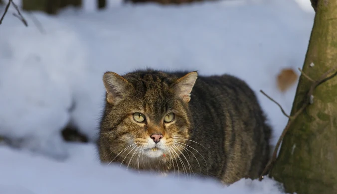 Wielu Polaków w na myśl o dzikim kocie myśli o rysiu. Który nie jest jedynym występującym w kraju i na naszym kontynencie dzikusem z rodziny kotowatych.