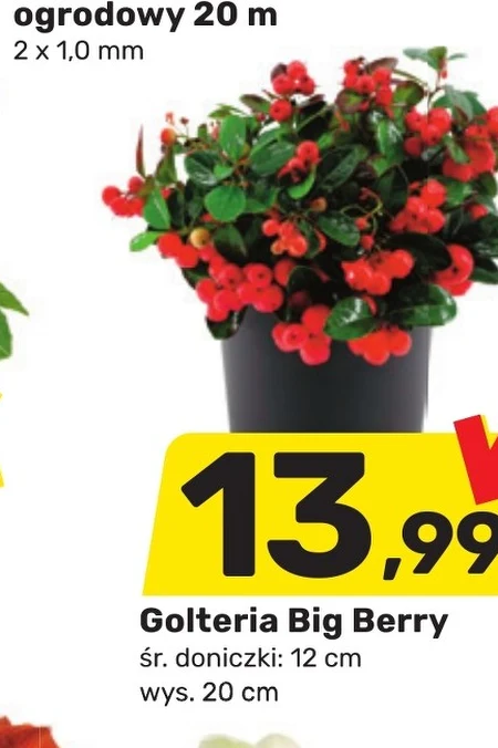 Голтерія M&M