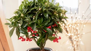 Alternatywa dla grudnika i poinsecji. Efektowna roślina na święta