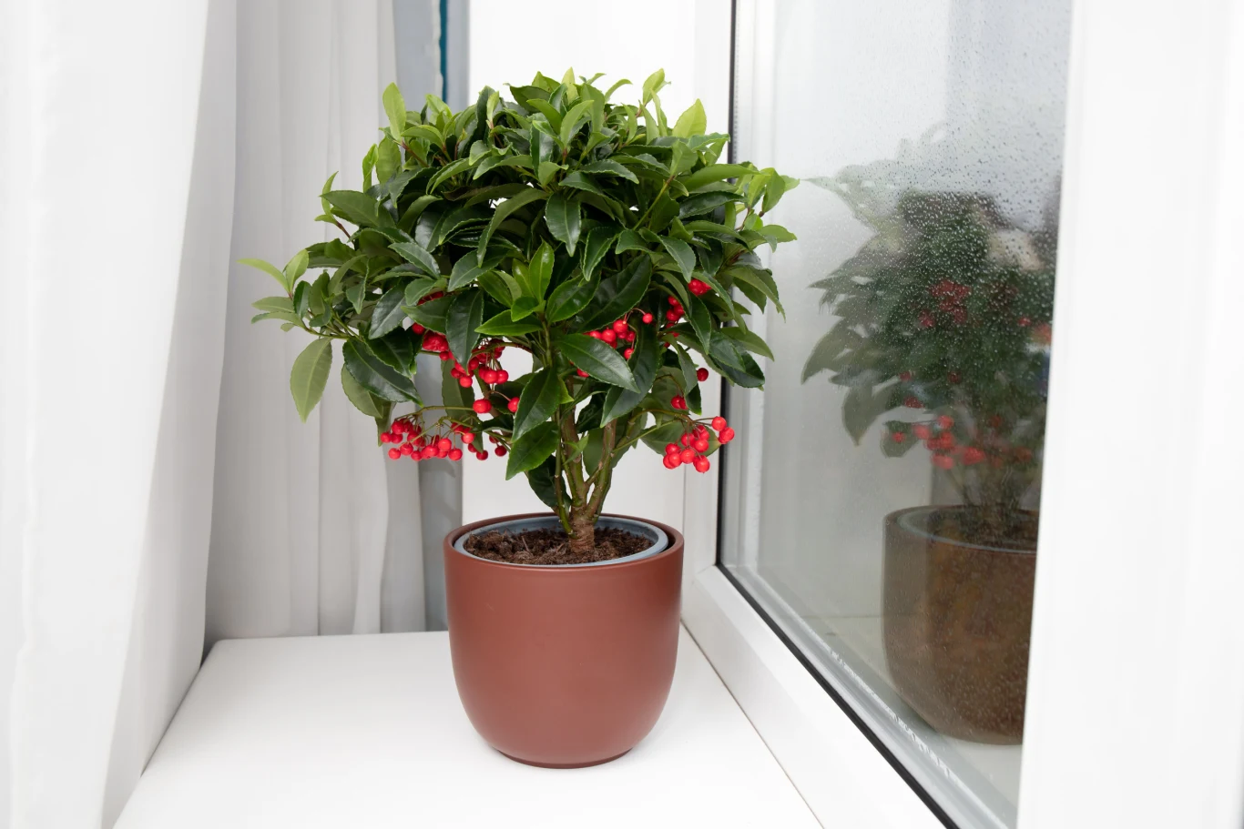 Zielona roślina doniczkowa z czerwonymi owocami umieszczona w brązowej doniczce na białym parapecie obok okna, przez które wpada naturalne światło.