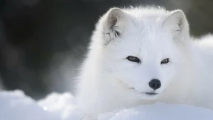 To koniec hodowli zwierząt na futra w Polsce. Prezydent podpisał ustawę