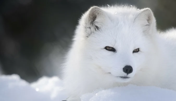 Miejsce lisa jest w przyrodzie