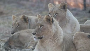 Trofea z ginących gatunków zwierząt w Polsce. Będzie ustawa zakazująca?